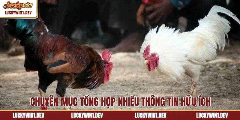 Chuyên mục tổng hợp nhiều thông tin hữu ích